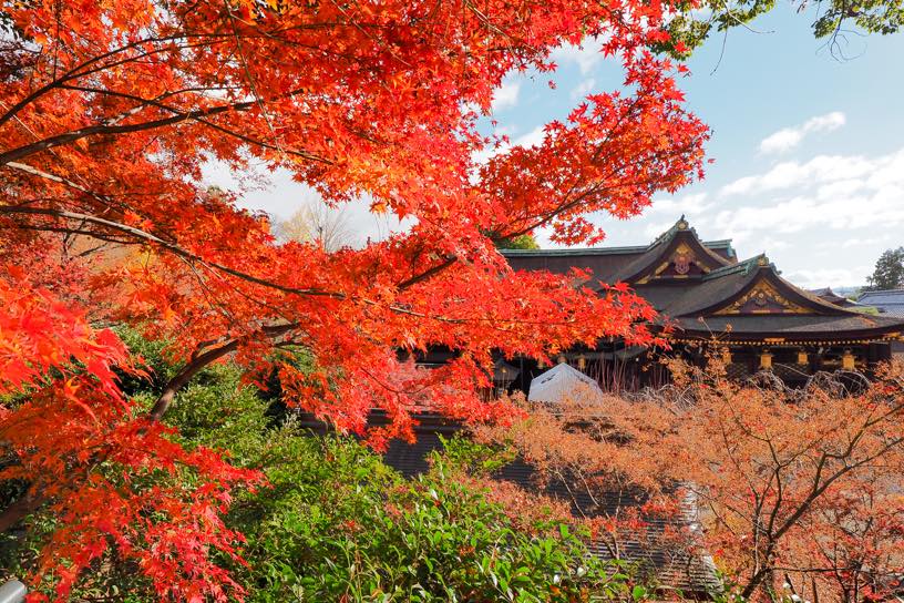 展望所から本殿を望む（撮影日：2025年12月4日）