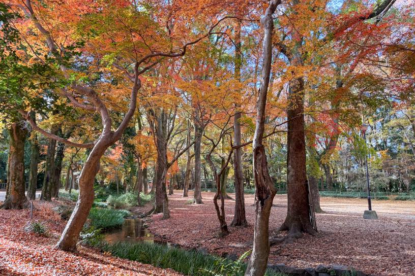 瀬見の小川（撮影日：2025年12月4日）