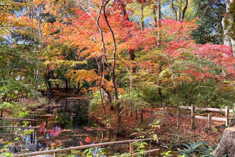 リフレクションする紅葉も美しい（撮影日：2025年12月4日）