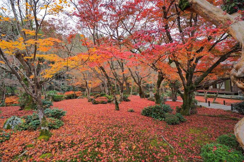 圓光寺（撮影日：2025年12月5日）※12/10（水）まで拝観は予約制です