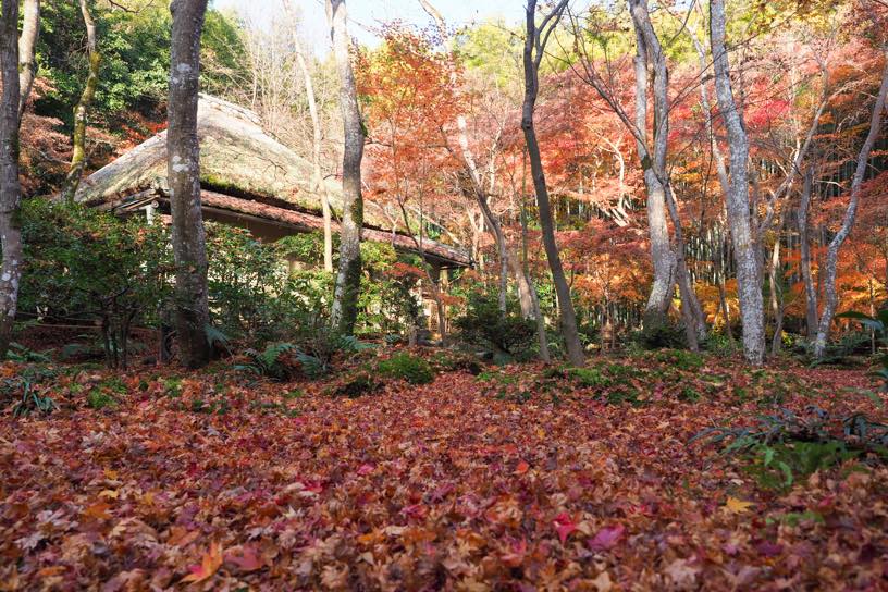 祇王寺（撮影日：2025年12月5日）