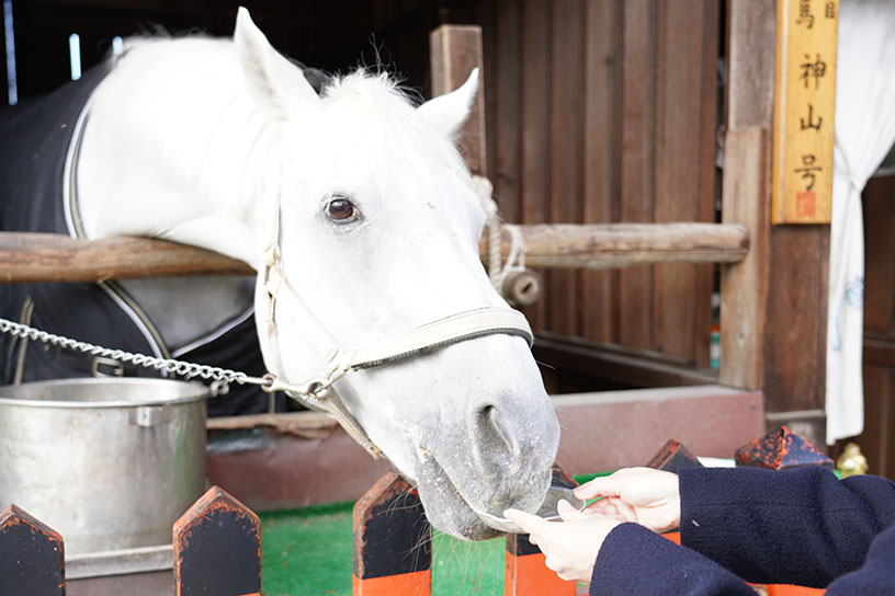 ニンジンの餌やりの様子