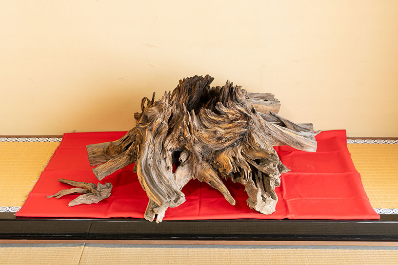 「時雨松」の古株