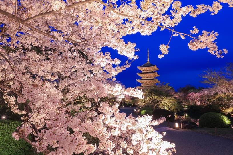 ソメイヨシノと五重塔