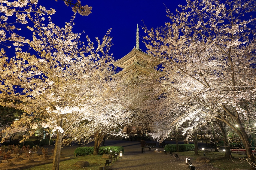 五重塔の周辺も桜が多い
