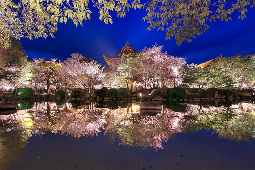 瓢箪池にリフレクションする桜と金堂が美しい