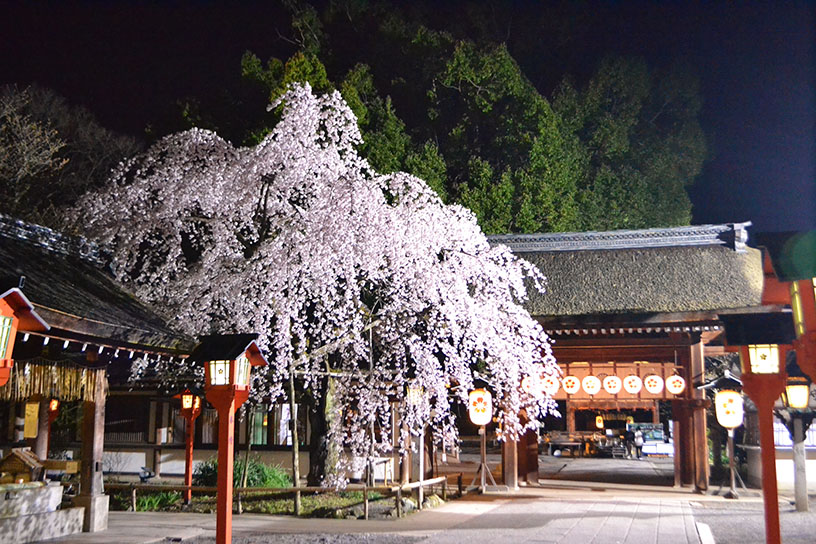 門前に咲き誇る魁桜