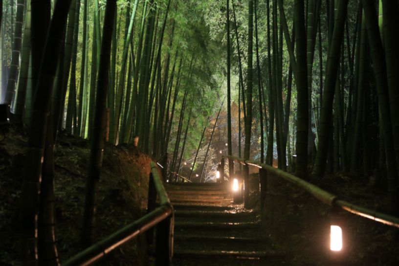 竹林のライトアップも人気です