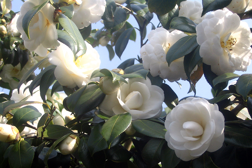 しだれ八重白玉椿