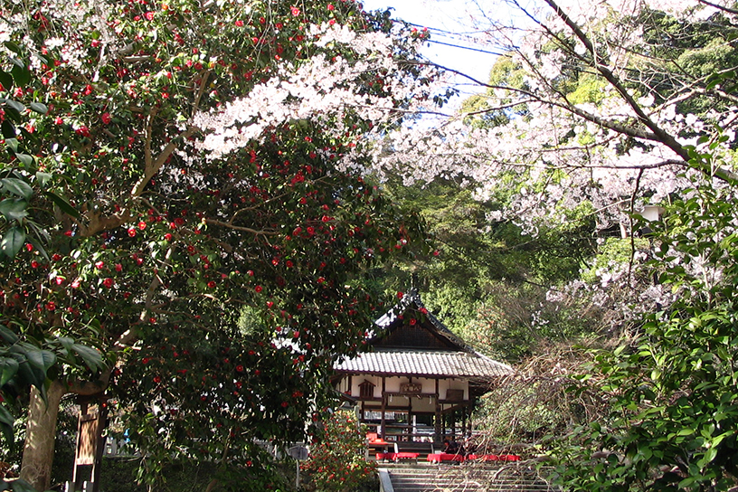 椿と梅、桜の共演が楽しめる「椿の小路」