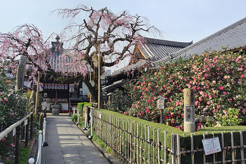 しだれ桜と椿の共演