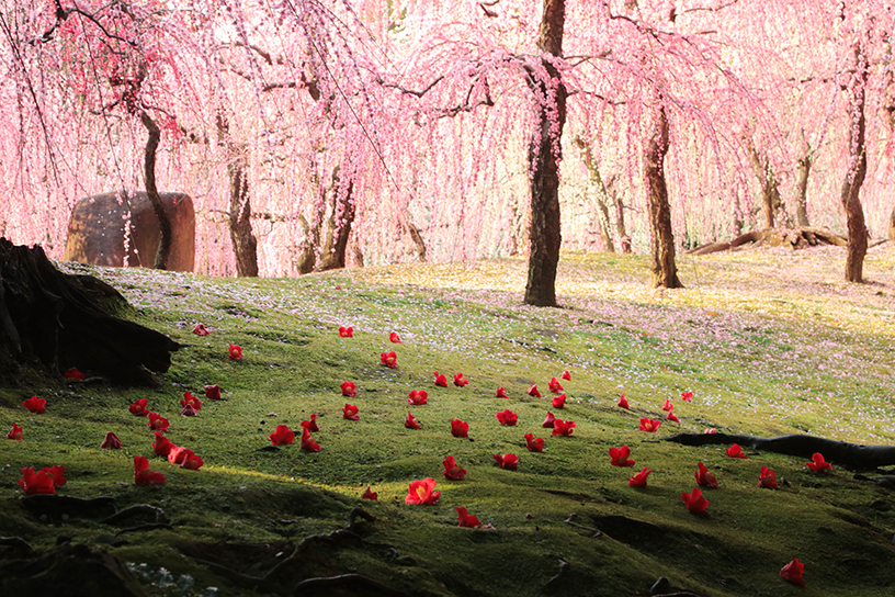 しだれ梅と落ち椿