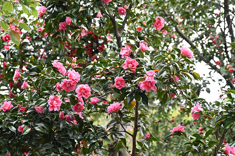 さまざまな椿に出会えます