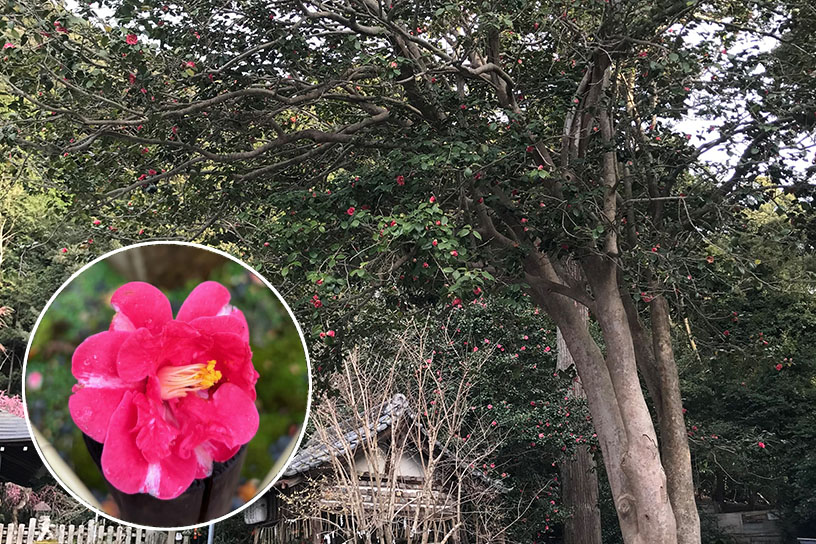 樹齢約400年の立派な「大豊八重神楽」