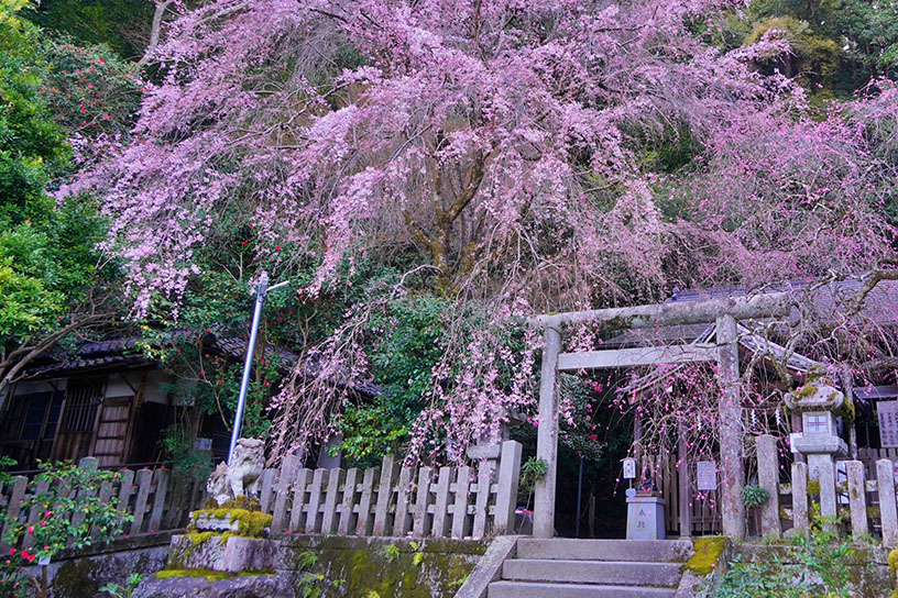 年によって、しだれ桜・しだれ梅・椿の共演が楽しめることもあります