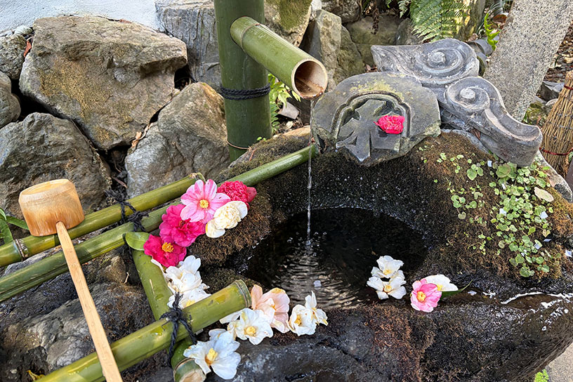 手水舎には椿が飾られています
