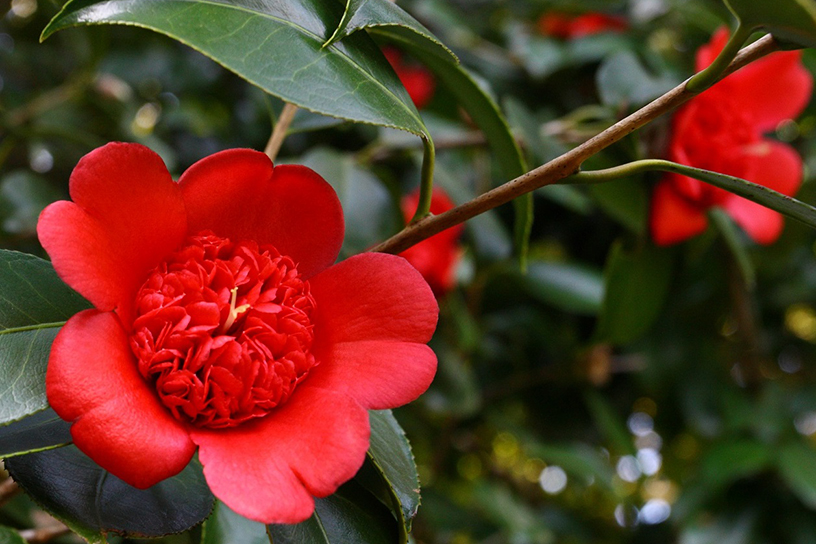 後水尾天皇も愛でたと伝わる日光椿
