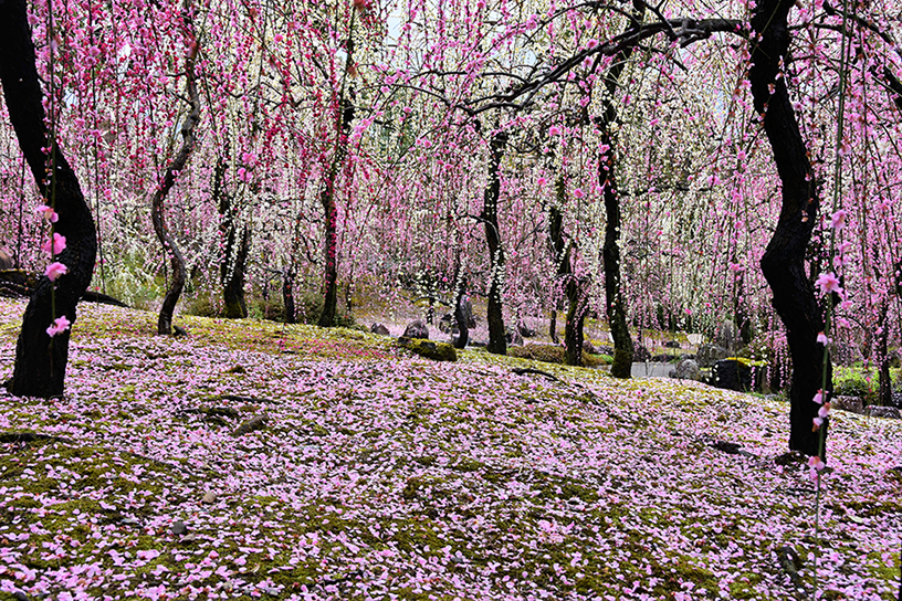 “花びらの絨毯”