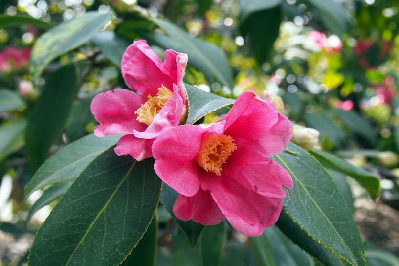 この椿の名前は…？