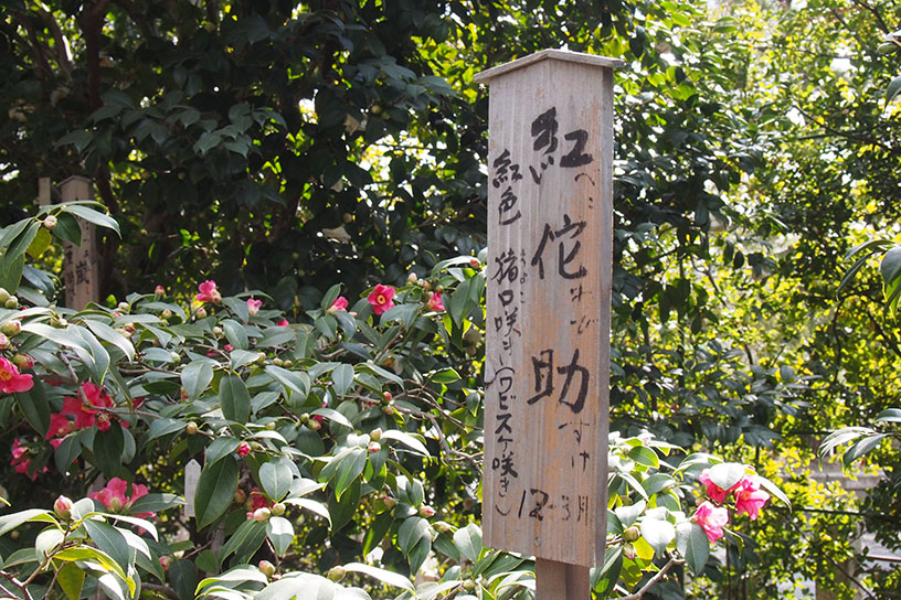 「紅侘助」です