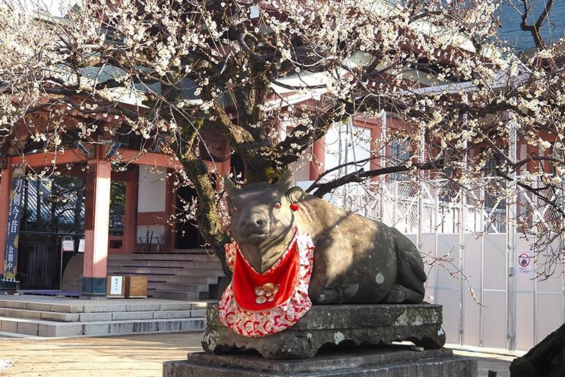 梅の花に彩られた赤目の臥牛像（撮影日：2026年2月13日）