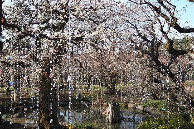 早咲きの「照水梅」とクリスタルのコラボ