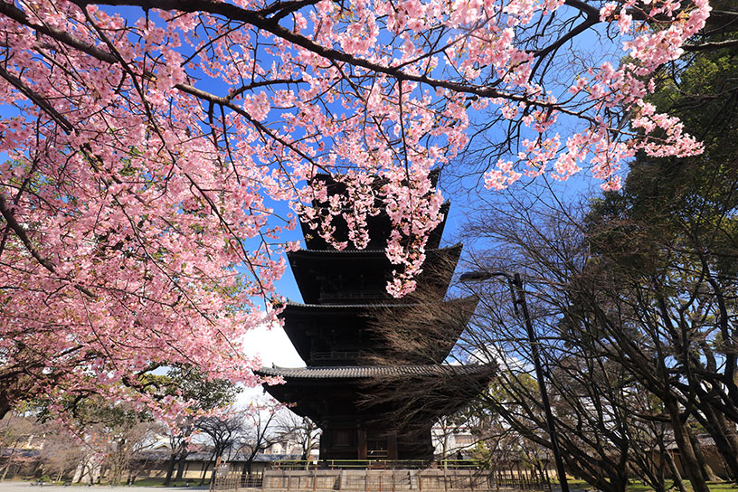 河津桜の見頃は例年3月上旬です