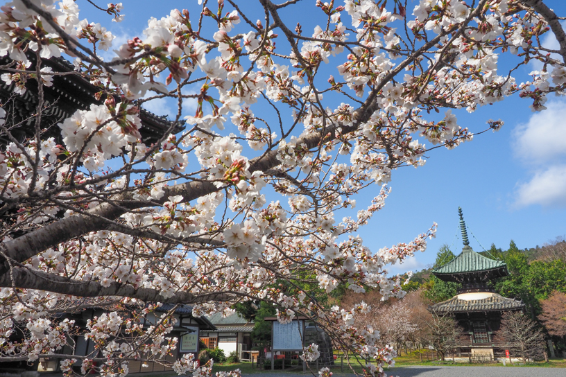 例年の見頃は4月上旬から中旬です