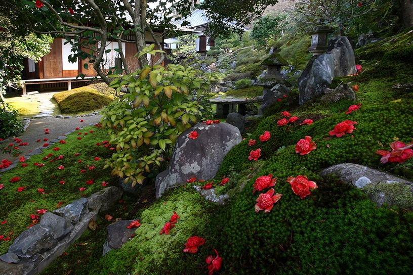 椿は散り姿も美しい