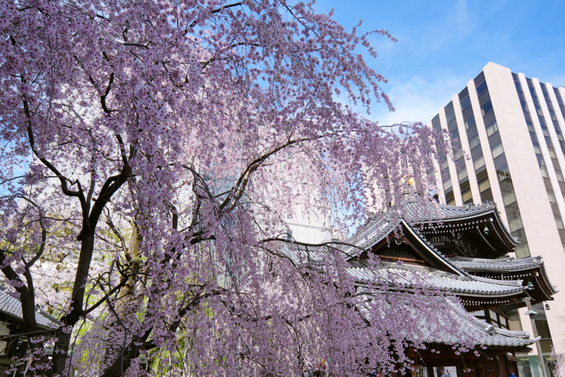 例年の見頃は3月下旬~4月上旬です