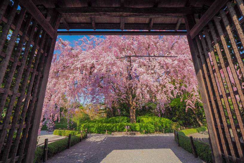 例年の見頃は4月上旬から中旬です