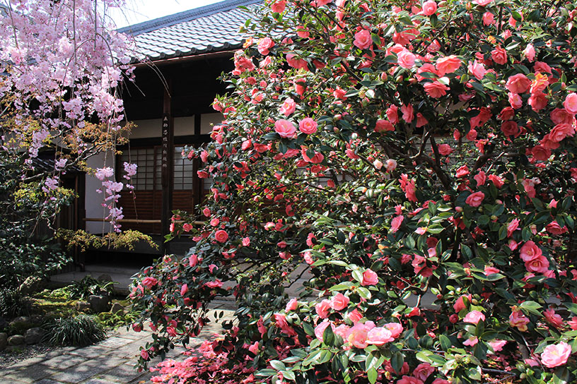 五色八重散椿。例年3月下旬から4月上旬が見頃です