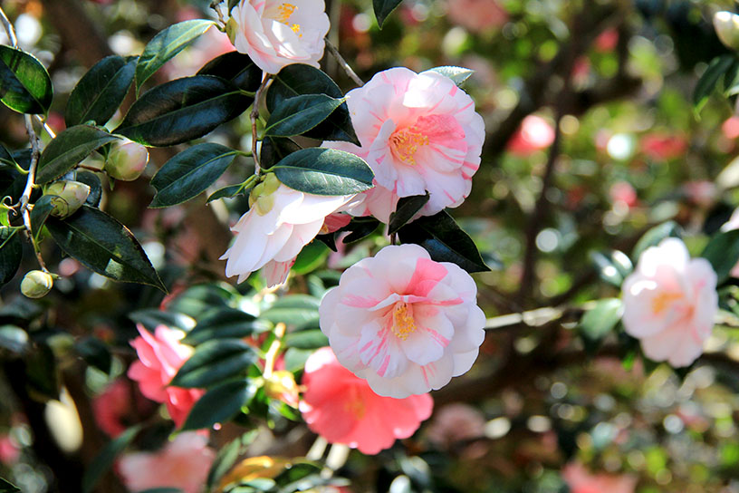 五色の名にふさわしく、さまざまな色の花びらがあります