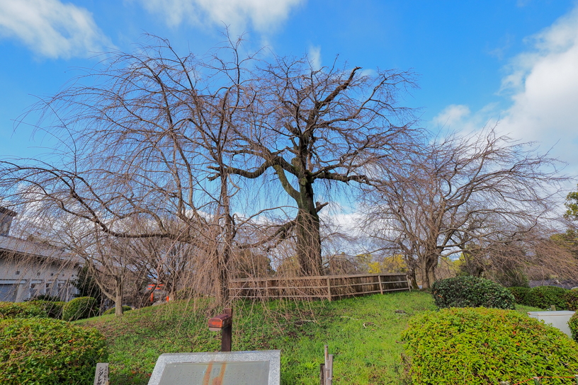 円山公園（撮影日：2026年3月4日）