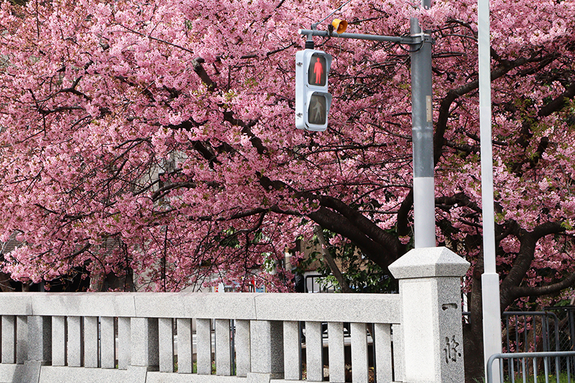 一条戻橋（撮影日：2026年3月7日）