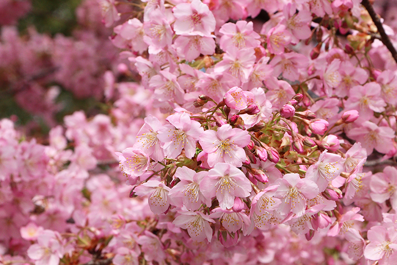 一条戻橋（撮影日：2026年3月7日）