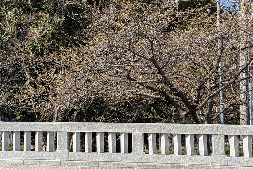 一条戻橋（撮影日：2025年3月9日）