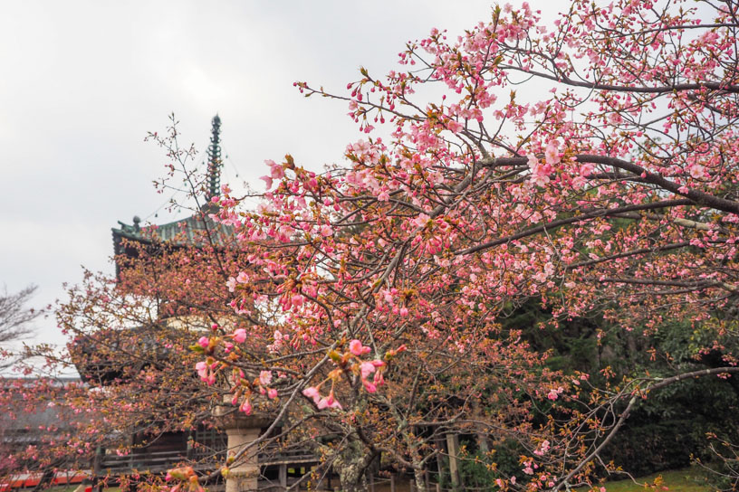 清凉寺 河津桜（撮影日：2025年3月21日）