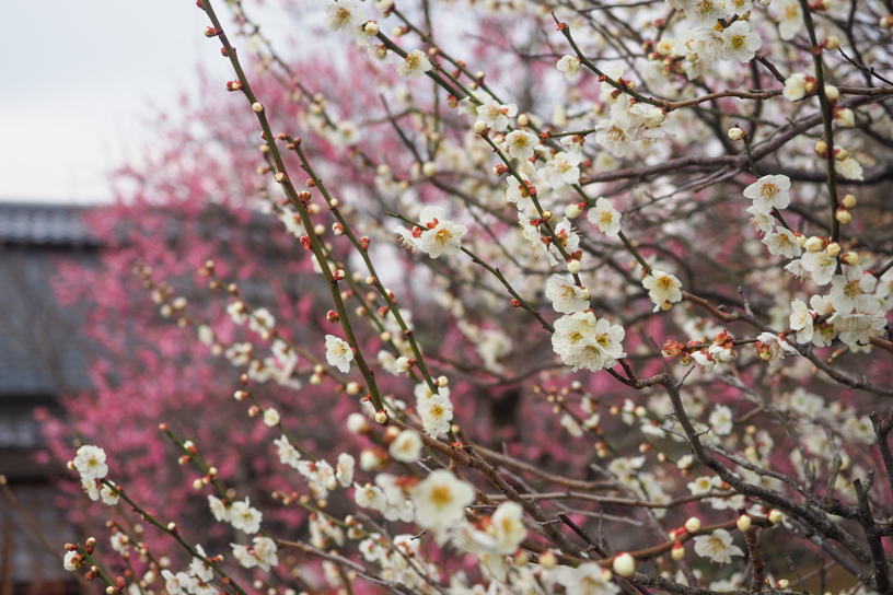 清凉寺 梅（撮影日：2025年3月21日）