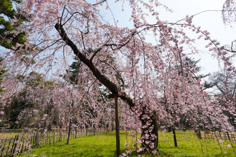 京都御苑（撮影日：2025年3月27日）