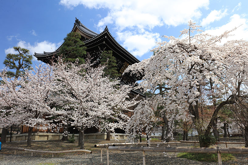くろ谷 金戒光明寺（撮影日：2025年4月3日）
