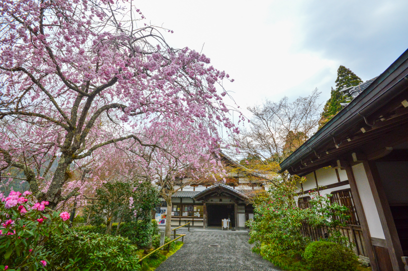 三千院（撮影日：2025年4月9日）