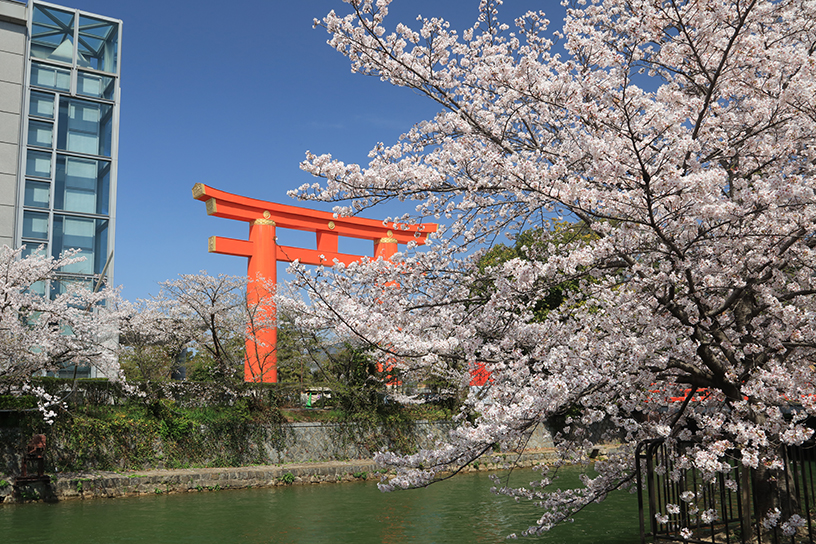 岡崎疏水(見頃のイメージ)