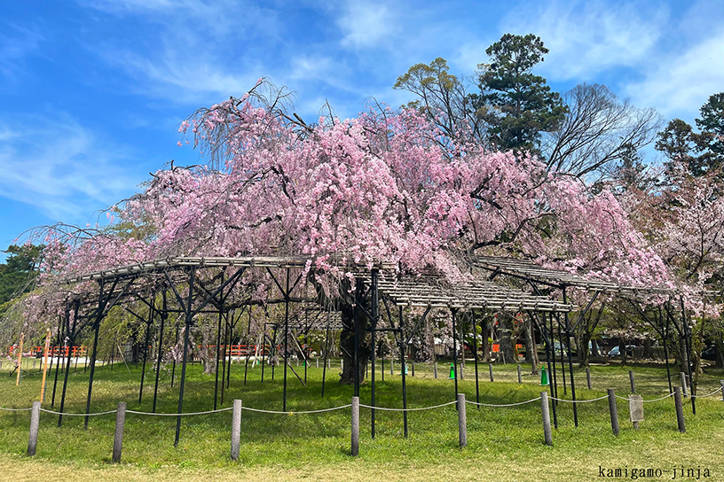 斎王桜