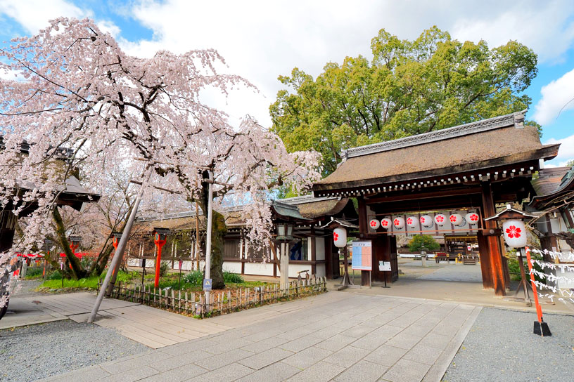 例年の見頃は3月下旬から4月中旬です