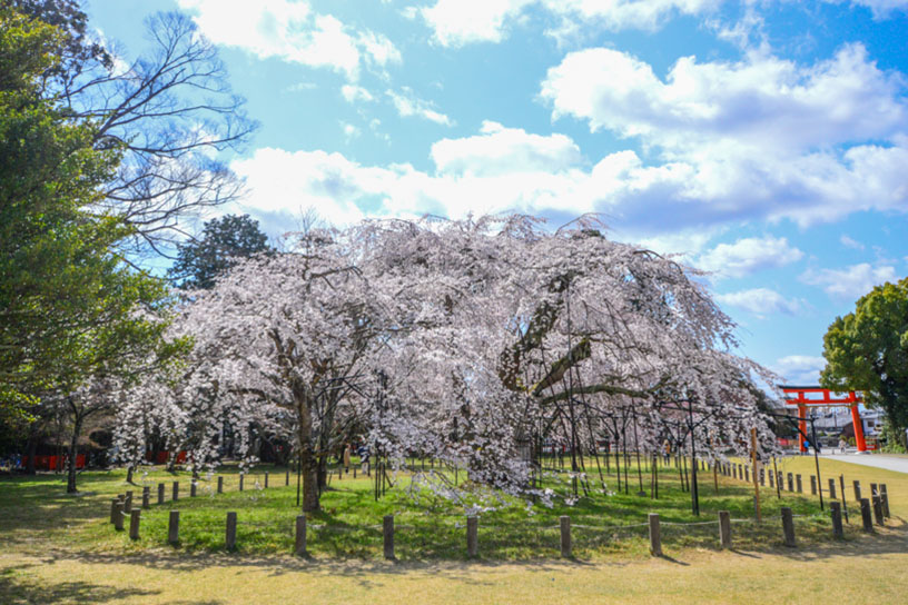例年3月下旬に見頃を迎える御所桜