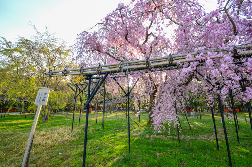 御所桜の隣に植わる斎王桜は例年4月中旬頃に満開に