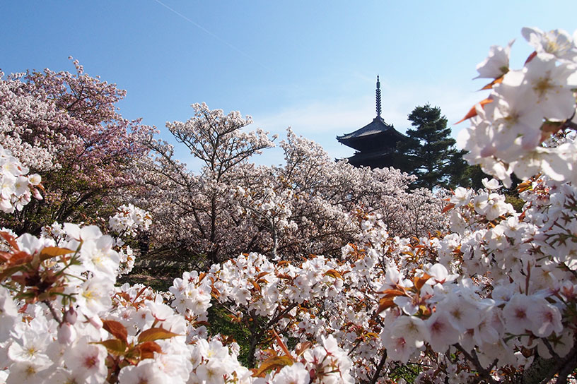 例年の見頃は4月中旬です