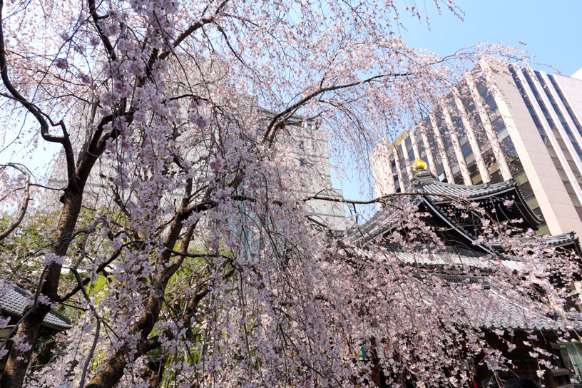 例年の見頃は3月下旬から4月上旬です