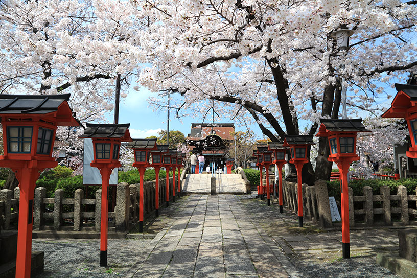 例年の見頃は4月上旬から中旬です